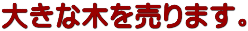 大きな木を売ります。